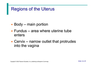 Regions of the Uterus
• Body – main portion
• Fundus – area where uterine tube
enters
• Cervix – narrow outlet that protrudes
into the vagina
Slide 16.29
Copyright © 2003 Pearson Education, Inc. publishing as Benjamin Cummings
 