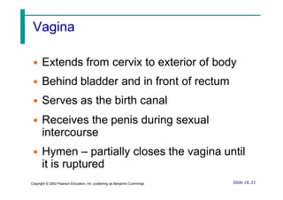 Vagina
• Extends from cervix to exterior of body
• Behind bladder and in front of rectum
• Serves as the birth canal
• Receives the penis during sexual
intercourse
• Hymen – partially closes the vagina until
it is ruptured
Slide 16.31
Copyright © 2003 Pearson Education, Inc. publishing as Benjamin Cummings
 
