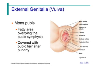 External Genitalia (Vulva)
Slide 16.32a
Copyright © 2003 Pearson Education, Inc. publishing as Benjamin Cummings
• Mons pubis
• Fatty area
overlying the
pubic symphysis
• Covered with
pubic hair after
puberty
Figure 16.9
 