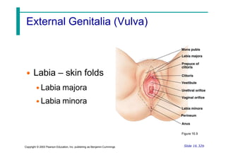 External Genitalia (Vulva)
• Labia – skin folds
• Labia majora
• Labia minora
Slide 16.32b
Copyright © 2003 Pearson Education, Inc. publishing as Benjamin Cummings
Figure 16.9
 