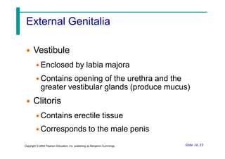 External Genitalia
• Vestibule
• Enclosed by labia majora
• Contains opening of the urethra and the
greater vestibular glands (produce mucus)
• Clitoris
• Contains erectile tissue
• Corresponds to the male penis
Slide 16.33
Copyright © 2003 Pearson Education, Inc. publishing as Benjamin Cummings
 