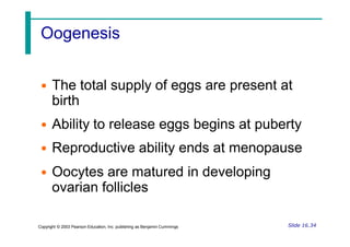 Oogenesis
• The total supply of eggs are present at
birth
• Ability to release eggs begins at puberty
• Reproductive ability ends at menopause
• Oocytes are matured in developing
ovarian follicles
Slide 16.34
Copyright © 2003 Pearson Education, Inc. publishing as Benjamin Cummings
 