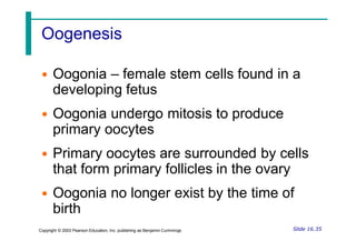 Oogenesis
• Oogonia – female stem cells found in a
developing fetus
• Oogonia undergo mitosis to produce
primary oocytes
• Primary oocytes are surrounded by cells
that form primary follicles in the ovary
• Oogonia no longer exist by the time of
birth
Slide 16.35
Copyright © 2003 Pearson Education, Inc. publishing as Benjamin Cummings
 