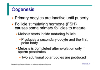 Oogenesis
• Primary oocytes are inactive until puberty
• Follicle stimulating hormone (FSH)
causes some primary follicles to mature
• Meiosis starts inside maturing follicle
• Produces a secondary oocyte and the first
polar body
• Meiosis is completed after ovulation only if
sperm penetrates
• Two additional polar bodies are produced
Slide 16.36
Copyright © 2003 Pearson Education, Inc. publishing as Benjamin Cummings
 