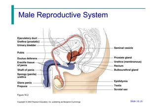 Male Reproductive System
Slide 16.2c
Copyright © 2003 Pearson Education, Inc. publishing as Benjamin Cummings
Figure 16.2
 