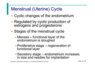 Menstrual (Uterine) Cycle
• Cyclic changes of the endometrium
• Regulated by cyclic production of
estrogens and progesterone
• Stages of the menstrual cycle
• Menses – functional layer of the
endometrium is sloughed
• Proliferative stage – regeneration of
functional layer
• Secretory stage – endometrium increases
in size and readies for implantation
Slide 16.38
Copyright © 2003 Pearson Education, Inc. publishing as Benjamin Cummings
 