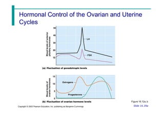 Hormonal Control of the Ovarian and Uterine
Cycles
Slide 16.39a
Copyright © 2003 Pearson Education, Inc. publishing as Benjamin Cummings
Figure 16.12a, b
 