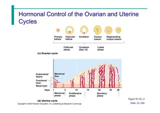 Hormonal Control of the Ovarian and Uterine
Cycles
Slide 16.39b
Copyright © 2003 Pearson Education, Inc. publishing as Benjamin Cummings
Figure 16.12c, d
 