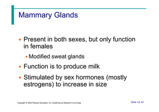 Mammary Glands
• Present in both sexes, but only function
in females
• Modified sweat glands
• Function is to produce milk
• Stimulated by sex hormones (mostly
estrogens) to increase in size
Slide 16.42
Copyright © 2003 Pearson Education, Inc. publishing as Benjamin Cummings
 