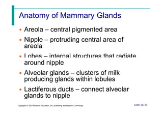 Anatomy of Mammary Glands
• Areola – central pigmented area
• Nipple – protruding central area of
areola
• Lobes – internal structures that radiate
around nipple
• Alveolar glands – clusters of milk
producing glands within lobules
• Lactiferous ducts – connect alveolar
glands to nipple
Slide 16.43
Copyright © 2003 Pearson Education, Inc. publishing as Benjamin Cummings
 
