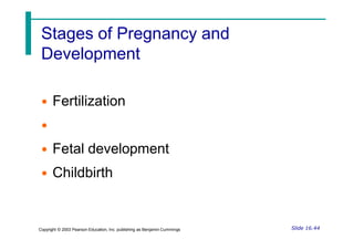 Stages of Pregnancy and
Development
• Fertilization
•
• Fetal development
• Childbirth
Slide 16.44
Copyright © 2003 Pearson Education, Inc. publishing as Benjamin Cummings
 