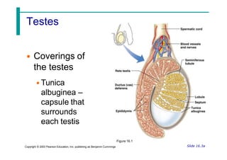 Testes
• Coverings of
the testes
• Tunica
albuginea –
capsule that
surrounds
each testis
Slide 16.3a
Figure 16.1
Copyright © 2003 Pearson Education, Inc. publishing as Benjamin Cummings
 