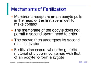 Mechanisms of Fertilization
• Membrane receptors on an oocyte pulls
in the head of the first sperm cell to
make contact
• The membrane of the oocyte does not
permit a second sperm head to enter
• The oocyte then undergoes its second
meiotic division
• Fertilization occurs when the genetic
material of a sperm combines with that
of an oocyte to form a zygote
Slide 16.46
Copyright © 2003 Pearson Education, Inc. publishing as Benjamin Cummings
 