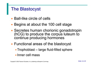 The Blastocyst
• Ball-like circle of cells
• Begins at about the 100 cell stage
• Secretes human chorionic gonadotropin
(hCG) to produce the corpus luteum to
continue producing hormones
• Functional areas of the blastocyst
• Trophoblast – large fluid-filled sphere
• Inner cell mass
Slide 16.49
Copyright © 2003 Pearson Education, Inc. publishing as Benjamin Cummings
 
