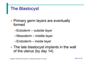 The Blastocyst
• Primary germ layers are eventually
formed
• Ectoderm – outside layer
• Mesoderm – middle layer
• Endoderm – inside layer
• The late blastocyst implants in the wall
of the uterus (by day 14)
Slide 16.50
Copyright © 2003 Pearson Education, Inc. publishing as Benjamin Cummings
 