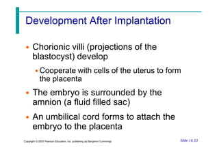 Development After Implantation
• Chorionic villi (projections of the
blastocyst) develop
• Cooperate with cells of the uterus to form
the placenta
• The embryo is surrounded by the
amnion (a fluid filled sac)
• An umbilical cord forms to attach the
embryo to the placenta
Slide 16.53
Copyright © 2003 Pearson Education, Inc. publishing as Benjamin Cummings
 