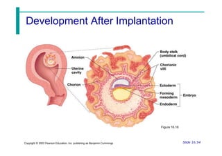 Development After Implantation
Figure 16.16
Slide 16.54
Copyright © 2003 Pearson Education, Inc. publishing as Benjamin Cummings
 