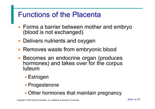 Functions of the Placenta
• Forms a barrier between mother and embryo
(blood is not exchanged)
• Delivers nutrients and oxygen
• Removes waste from embryonic blood
• Becomes an endocrine organ (produces
hormones) and takes over for the corpus
luteum
• Estrogen
• Progesterone
• Other hormones that maintain pregnancy
Slide 16.55
Copyright © 2003 Pearson Education, Inc. publishing as Benjamin Cummings
 