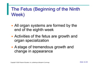 The Fetus (Beginning of the Ninth
Week)
• All organ systems are formed by the
end of the eighth week
• Activities of the fetus are growth and
organ specialization
• A stage of tremendous growth and
change in appearance
Slide 16.56
Copyright © 2003 Pearson Education, Inc. publishing as Benjamin Cummings
 