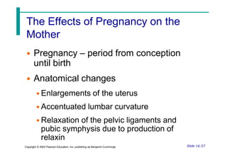 The Effects of Pregnancy on the
Mother
• Pregnancy – period from conception
until birth
• Anatomical changes
• Enlargements of the uterus
• Accentuated lumbar curvature
• Relaxation of the pelvic ligaments and
pubic symphysis due to production of
relaxin
Slide 16.57
Copyright © 2003 Pearson Education, Inc. publishing as Benjamin Cummings
 