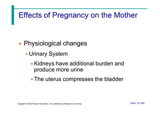 Effects of Pregnancy on the Mother
Slide 16.58b
Copyright © 2003 Pearson Education, Inc. publishing as Benjamin Cummings
• Physiological changes
• Urinary System
• Kidneys have additional burden and
produce more urine
• The uterus compresses the bladder
 