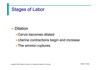 Stages of Labor
Slide 16.62a
Copyright © 2003 Pearson Education, Inc. publishing as Benjamin Cummings
• Dilation
• Cervix becomes dilated
• Uterine contractions begin and increase
• The amnion ruptures
 