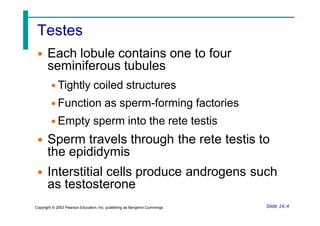 Testes
• Each lobule contains one to four
seminiferous tubules
• Tightly coiled structures
• Function as sperm-forming factories
• Empty sperm into the rete testis
• Sperm travels through the rete testis to
the epididymis
• Interstitial cells produce androgens such
as testosterone
Slide 16.4
Copyright © 2003 Pearson Education, Inc. publishing as Benjamin Cummings
 