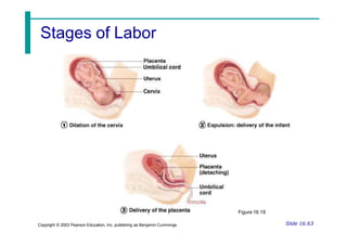 Stages of Labor
Slide 16.63
Copyright © 2003 Pearson Education, Inc. publishing as Benjamin Cummings
Figure 16.19
 