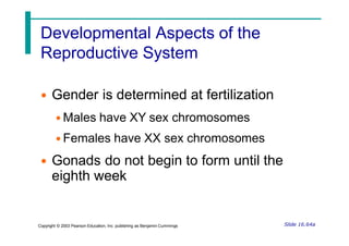 Developmental Aspects of the
Reproductive System
Slide 16.64a
Copyright © 2003 Pearson Education, Inc. publishing as Benjamin Cummings
• Gender is determined at fertilization
• Males have XY sex chromosomes
• Females have XX sex chromosomes
• Gonads do not begin to form until the
eighth week
 