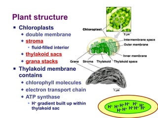 Chloroplasts double membrane stroma fluid-filled interior thylakoid sacs grana stacks Thylakoid membrane contains chlorophyll molecules electron transport chain ATP synthase H +  gradient built up within thylakoid sac Plant structure  H + H + H + H + H + H + H + H + H + H + H + 