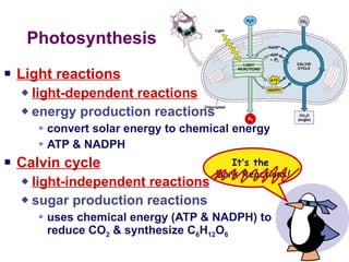 Photosynthesis Light reactions light-dependent reactions energy production reactions convert solar energy to chemical energy ATP & NADPH Calvin cycle light-independent reactions sugar production reactions uses chemical energy (ATP & NADPH) to reduce CO 2  & synthesize C 6 H 12 O 6 It ’ s the  Dark Reactions ! 