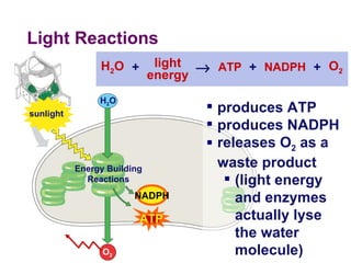 Light Reactions O 2 H 2 O Energy Building Reactions ATP produces ATP produces NADPH releases O 2  as a waste product (light energy and enzymes actually lyse the water molecule) NADPH sunlight H 2 O ATP O 2 light energy  + + + NADPH 