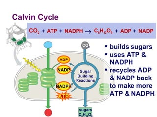 Calvin Cycle sugars C 6 H 12 O 6 CO 2 Sugar Building Reactions ADP builds sugars uses ATP & NADPH recycles ADP & NADP back to make more ATP & NADPH ATP NADPH NADP CO 2 C 6 H 12 O 6  + + + NADP ATP + NADPH ADP 