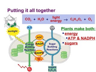 Putting it all together Sugar Building Reactions Energy  Building Reactions Plants make both: energy ATP & NADPH sugars O 2 H 2 O sugars C 6 H 12 O 6 CO 2 ADP ATP NADPH NADP CO 2 H 2 O C 6 H 12 O 6 O 2 light energy  + + + sunlight 