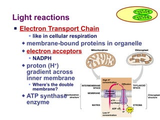 Light reactions Electron Transport Chain   like in cellular respiration membrane-bound proteins in organelle electron acceptors NADPH proton (H + )  gradient across  inner membrane Where’s the double  membrane? ATP synthase  enzyme H + H + H + H + H + H + H + H + H + H + H + H + H + H + H + H + H + H + H + H + H + H + 