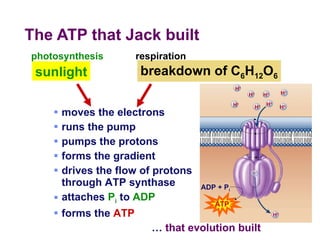 The ATP that Jack built moves the electrons  runs the pump pumps the protons forms the gradient drives the flow of protons  through ATP synthase attaches  P i  to  ADP forms the  ATP …  that evolution built sunlight breakdown of C 6 H 12 O 6 respiration photosynthesis ATP H + ADP + P i H + H + H + H + H + H + H + H + 