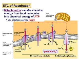 ETC of Respiration Mitochondria  transfer chemical energy from food molecules into chemical energy of  ATP  use electron carrier  NADH generate H 2 O 