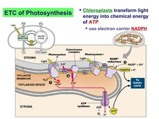 ETC of Photosynthesis Chloroplasts  transform light energy into chemical energy of  ATP use electron carrier  NADPH 