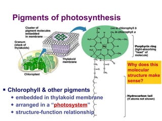 Pigments of photosynthesis  Chlorophyll & other pigments embedded in thylakoid membrane arranged in a “ photosystem ” structure-function relationship Why does this molecular structure make sense? 