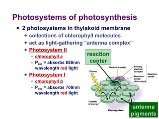 Photosystems of photosynthesis  2 photosystems in thylakoid membrane collections of chlorophyll molecules  act as light-gathering “antenna complex” Photosystem II chlorophyll  a P 680  = absorbs 680nm  wavelength  red  light  Photosystem I chlorophyll  b P 700  = absorbs 700nm  wavelength  red  light  reaction center antenna pigments 