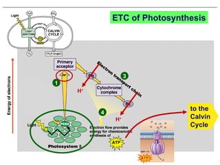 ETC of Photosynthesis 1 3 4 ATP H + H + H + ADP + P i H + H + H + H + H + H + H + H + to the Calvin Cycle 