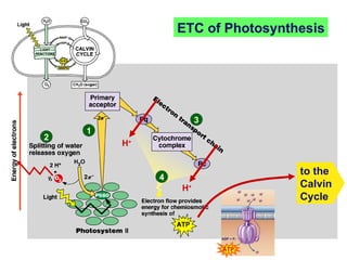 1 2 3 4 ATP ETC of Photosynthesis H + H + H + ADP + P i H + H + H + H + H + H + H + H + to the Calvin Cycle 