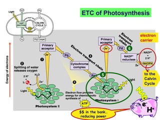 ETC of Photosynthesis 6 5 $$ in the bank… reducing power electron carrier to the Calvin Cycle 
