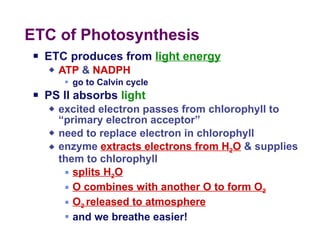 ETC of Photosynthesis ETC produces from  light energy ATP  &  NADPH go to Calvin cycle PS II absorbs  light excited electron passes from chlorophyll to “primary electron acceptor” need to replace electron in chlorophyll enzyme  extracts electrons from H 2 O  & supplies them to chlorophyll splits H 2 O O combines with another O to form O 2 O 2  released to atmosphere and we breathe easier! 