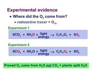 Experimental evidence Where did the O 2  come from? radioactive tracer =  O 18 Proved O 2  came from H 2 O  not  CO 2  = plants split H 2 O 6CO 2 6H 2 O C 6 H 12 O 6 6O 2 light energy  + + + 6CO 2 6H 2 O C 6 H 12 O 6 6 O 2 light energy  + + + Experiment 1 6C O 2 6H 2 O C 6 H 12 O 6 6O 2 light energy  + + + Experiment 2 