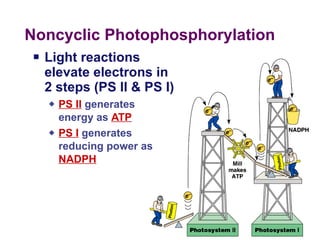 Noncyclic Photophosphorylation Light reactions elevate electrons in  2 steps (PS II & PS I)   PS II  generates  energy as  ATP PS I  generates  reducing power as  NADPH 