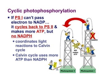 Cyclic photophosphorylation If  PS I  can’t pass electron to NADP… it  cycles back to PS II  & makes more  ATP , but  no   NADPH coordinates light reactions to Calvin cycle Calvin cycle uses more ATP than NADPH X 