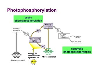Photophosphorylation  noncyclic photophosphorylation cyclic photophosphorylation 