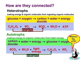 How are they connected? Heterotrophs Autotrophs making energy & organic molecules from light energy making energy & organic molecules from ingesting organic molecules Where ’ s  the  ATP? exergonic endergonic glucose  +  oxygen    carbon  +  water  +  energy dioxide C 6 H 12 O 6 6O 2 6CO 2 6H 2 O ATP  + + + +  water  +  energy    glucose  +  oxygen carbon dioxide 6CO 2 6H 2 O C 6 H 12 O 6 6O 2 light energy  + + + 