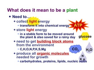 What does it mean to be a  plant Need to… collect  light  energy transform it into chemical energy store  light  energy in a stable form to be moved around  the plant & also saved for a rainy day  need to get  building block atoms   from the environment  C,H,O,N,P,K,S,Mg produce all  organic molecules   needed for growth carbohydrates, proteins, lipids, nucleic acids ATP CO 2 N P K … H 2 O glucose 